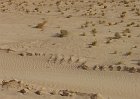 R171-Chott El Jerid-Deserto Salato